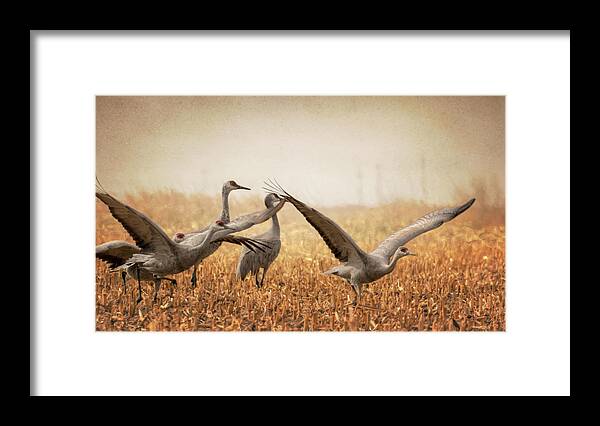 Sandhill Cranes Framed Print featuring the photograph Take Off by Susan Rissi Tregoning