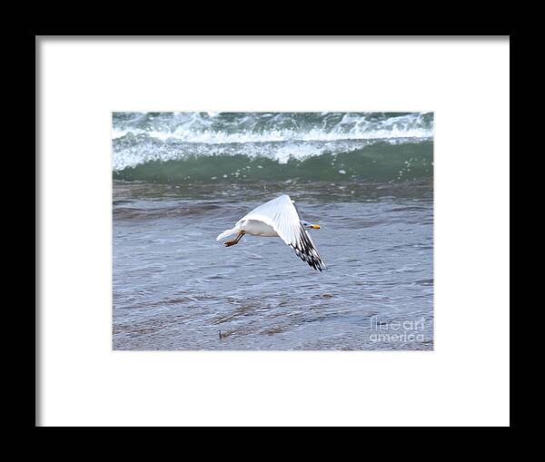 Seagull Framed Print featuring the photograph Taking off by Deena Withycombe