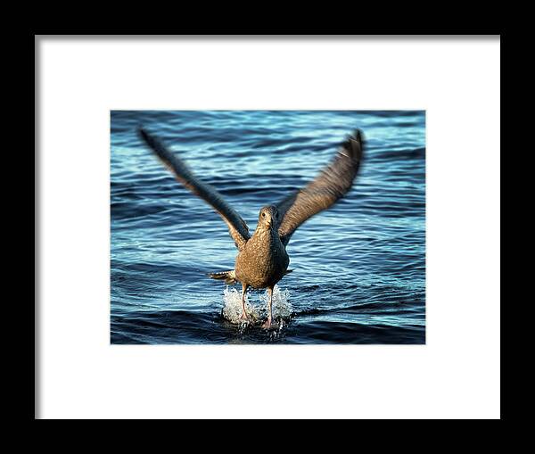 Sea Gull Framed Print featuring the photograph Taking off by Inge Riis McDonald