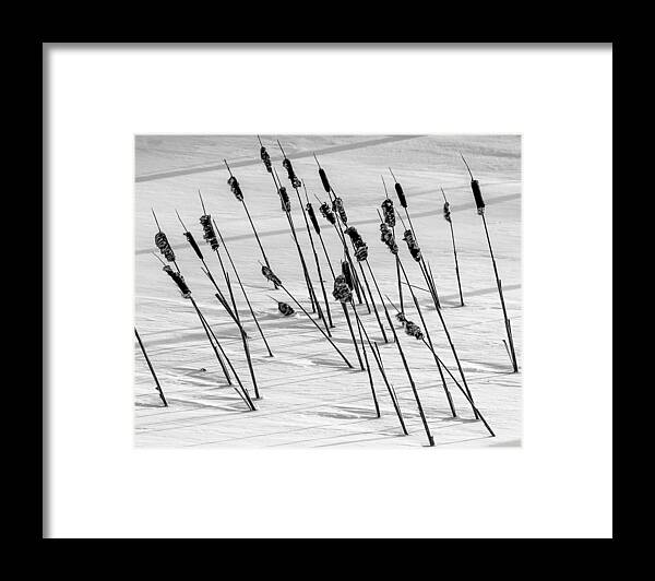 Cat Tail Framed Print featuring the photograph Tales of Winter by Tim Kirchoff
