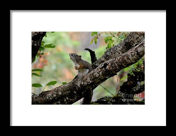 Squirrel Framed Print featuring the photograph Talking Squirrel by Leone Lund