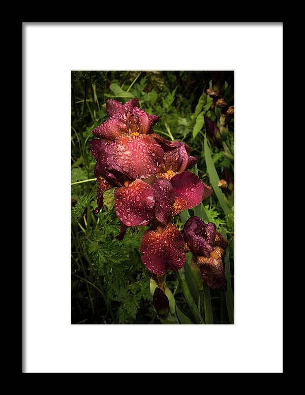 Flower Framed Print featuring the photograph Tall Bearded Iris Warrior by Kathleen Scanlan