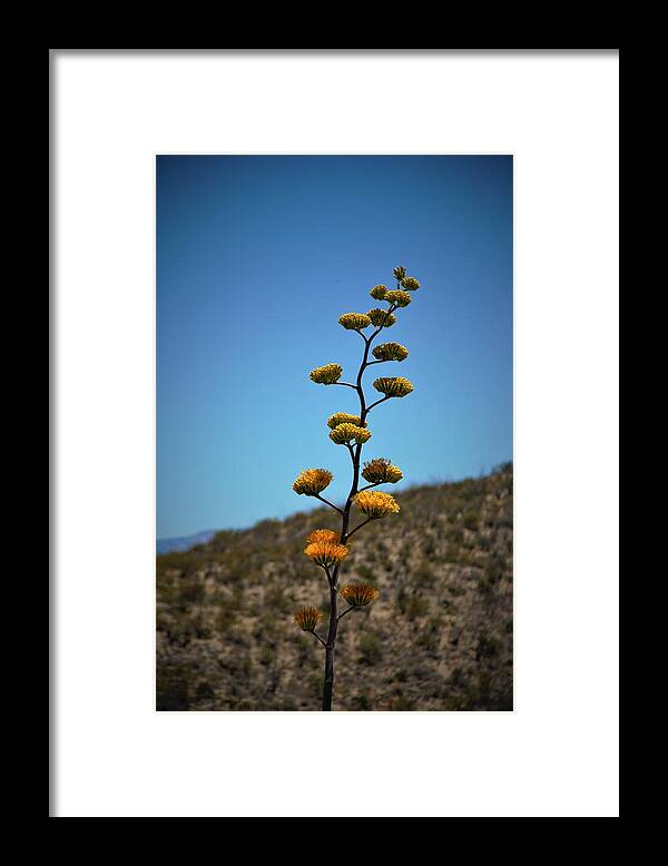 Arizona Framed Print featuring the photograph Tall Blooms by David S Reynolds
