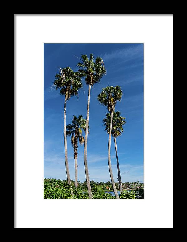 Palm Trees Framed Print featuring the photograph Tall Curving Palms by Jennifer White