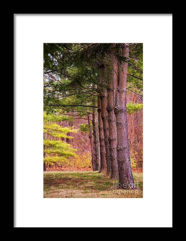 Nature Framed Print featuring the photograph Tall Pines Standing Guard by Sharon McConnell
