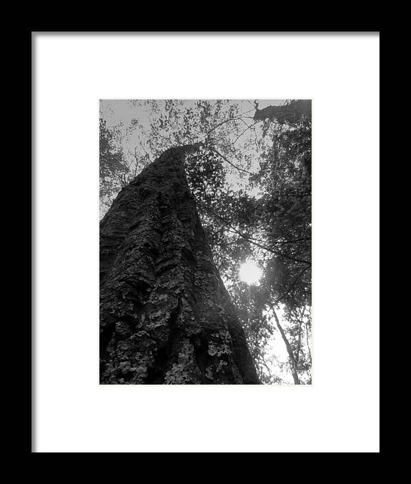 Tree Framed Print featuring the photograph Tall tree by Ryan Cruse