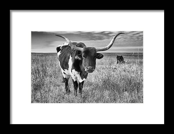 Longhorn Framed Print featuring the photograph Tallgrass Prairie Longhorn Black and White by Bert Peake