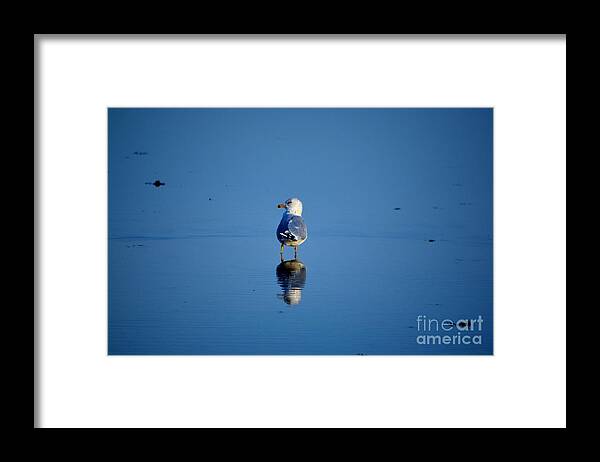 Seagull Framed Print featuring the photograph Tan Lines by Dani McEvoy