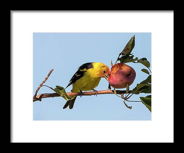 Loree Johnson Photography Framed Print featuring the photograph Tanager Eating Crabapple by Loree Johnson