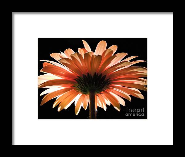 Daisy Framed Print featuring the photograph Tangerine Gerber Daisy by Chad and Stacey Hall