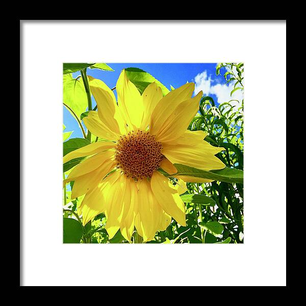 Sunflower Framed Print featuring the photograph Tangled Sunflower by Brian Eberly