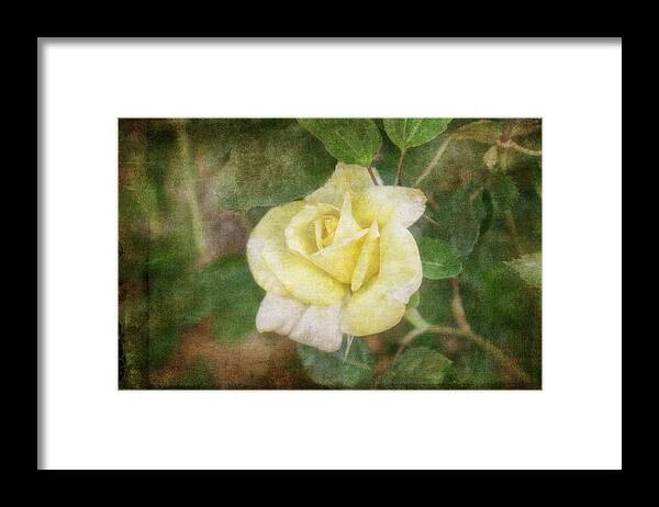 Rose Framed Print featuring the photograph Tapestry Rose by Joan Bertucci