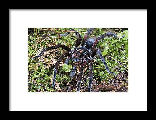 Fn Framed Print featuring the photograph Tarantula Pamphobeteus Sp Male, Mindo by James Christensen