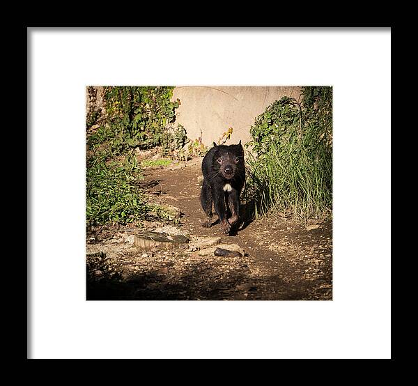 Australia Framed Print featuring the photograph Tasmanian Devil - Canberra - Australia by Steven Ralser