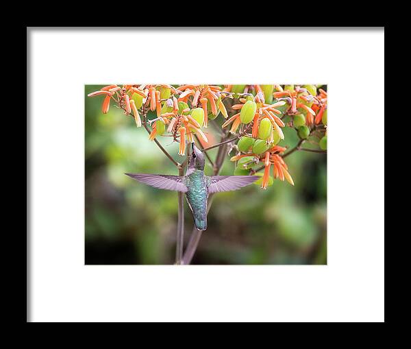 Hummingbird Framed Print featuring the photograph Tasty Treat For the Hummingbird by Saija Lehtonen