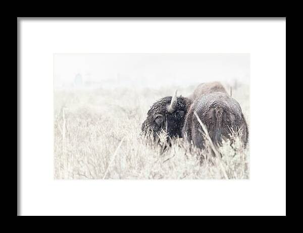 Bison Framed Print featuring the photograph Tatanka by Philip Rodgers