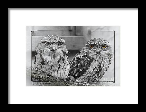 Two Framed Print featuring the photograph Tawney Frogmouths by Chris Armytage