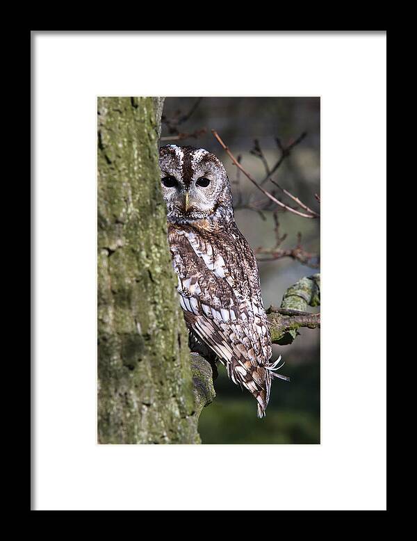 Tawny Owl Framed Print featuring the photograph Tawny Owl in a Woodland by Andy Myatt