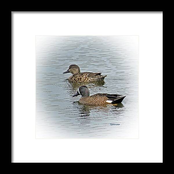 Ducks Framed Print featuring the photograph Teal Time by T Guy Spencer