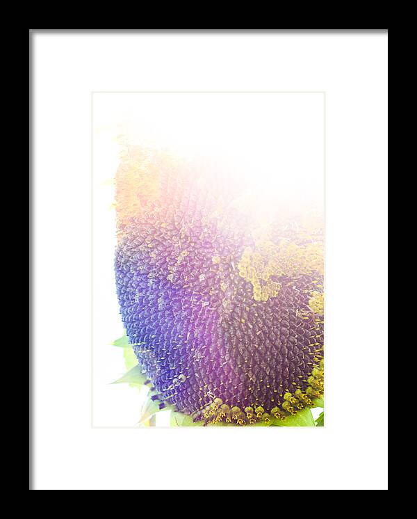 Technicolor Sunflower Framed Print featuring the photograph Technicolor Sunflower by Christi Kraft