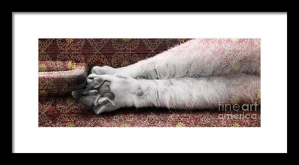 Cat Framed Print featuring the photograph Teddy's Paw by Elaine Berger