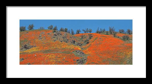 Spring Framed Print featuring the photograph Tejon Pass Poppy Panorama by Lynn Bauer