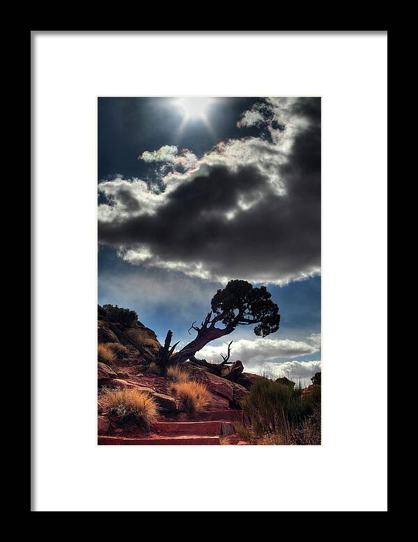 Tree Tenacity Desert Vertical Landscape Scenic Steps Sun Cloud Canyonlands Utah Moab Framed Print featuring the photograph TenaciTree by Peter Herman