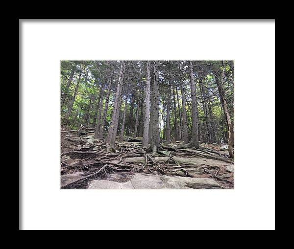 Nature Framed Print featuring the photograph Tenacity by Anjel B Hartwell