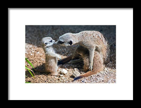 Framed Print featuring the photograph Tender Care by Bill Robinson