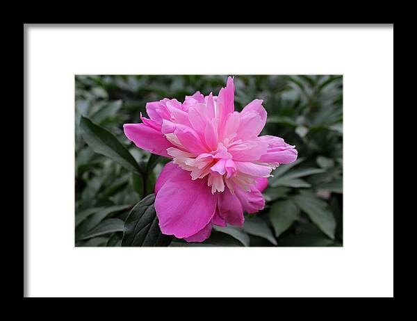 Peony Framed Print featuring the photograph Tender Mercies by Michiale Schneider