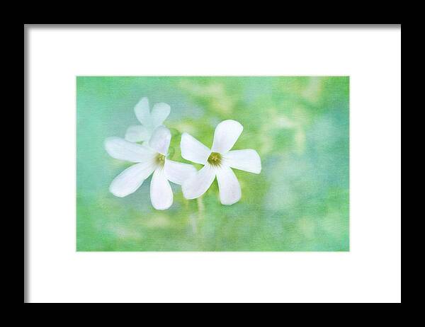White Flowers Framed Print featuring the photograph Tenderly Music by Marina Kojukhova
