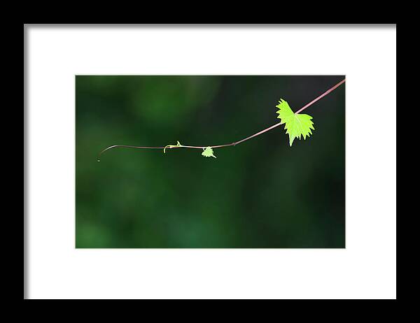 Plant Framed Print featuring the photograph Tendril by Mitch Spence