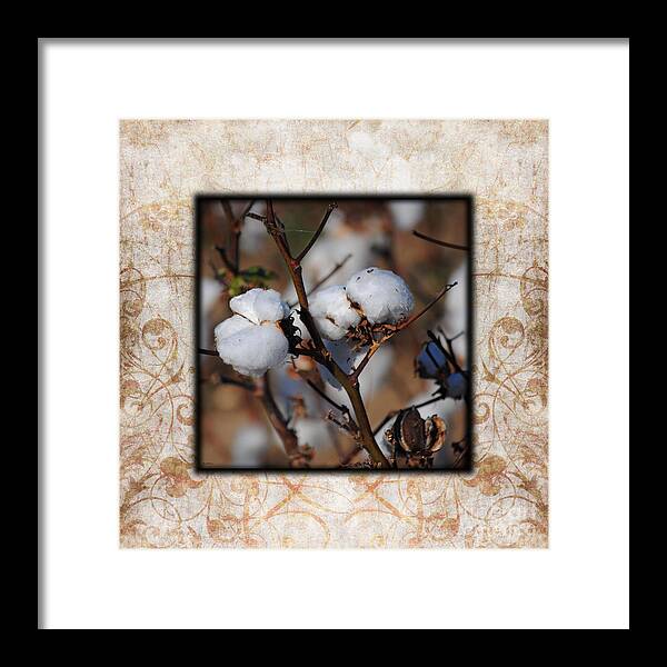Brown Framed Print featuring the photograph Tennessee Cotton II Photo Square by Jai Johnson