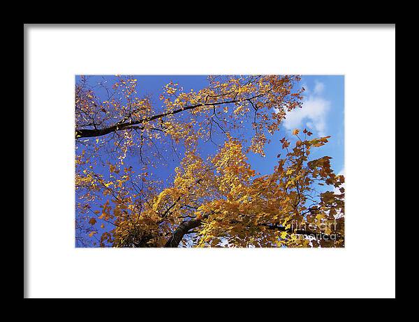 Fall Foliage Framed Print featuring the photograph Tennessee Tree 1 by Jeanne Forsythe