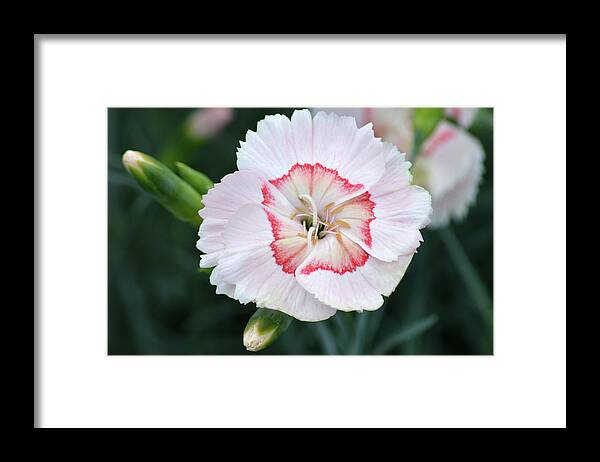  Dianthus Framed Print featuring the photograph Tequila Sunrise. by Terence Davis