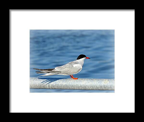 Tern Framed Print featuring the photograph Tern by Dark Whimsy
