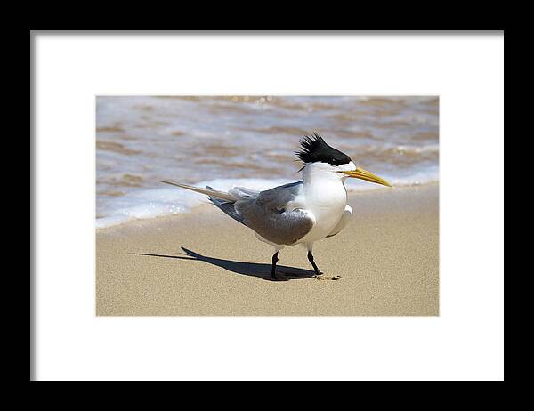 Tern Framed Print featuring the photograph Tern by the Sea by Michaela Perryman
