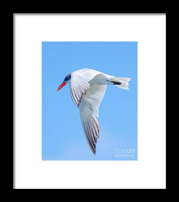 Bird Framed Print featuring the photograph Tern It Up by Jeff at JSJ Photography