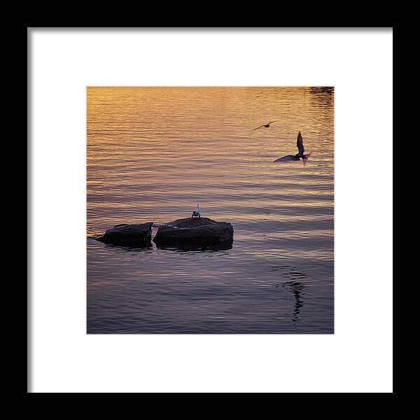 Finland Framed Print featuring the photograph Terns fishing at sunset by Jouko Lehto