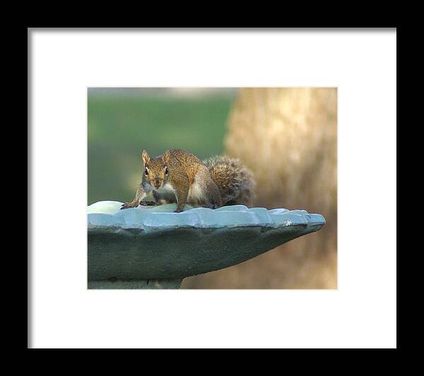 Squirrel Framed Print featuring the painting Testing The Waters by Debbie May