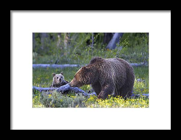 Grizzly Bear Framed Print featuring the photograph Teton Grizzly Mama and Cub by Deby Dixon