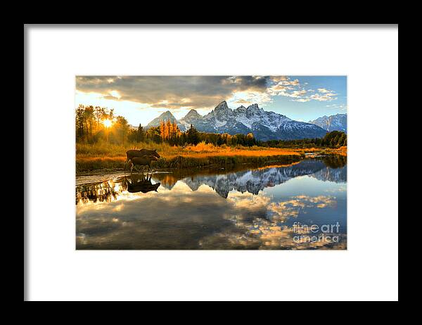 Schwabacher Landing Framed Print featuring the photograph Teton Moose Sunset Stroll by Adam Jewell