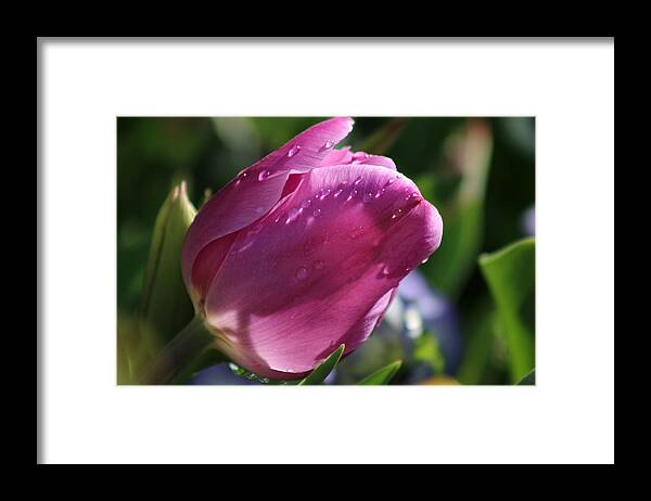 Tulip Framed Print featuring the photograph Texas Blooms 130 by Pamela Critchlow
