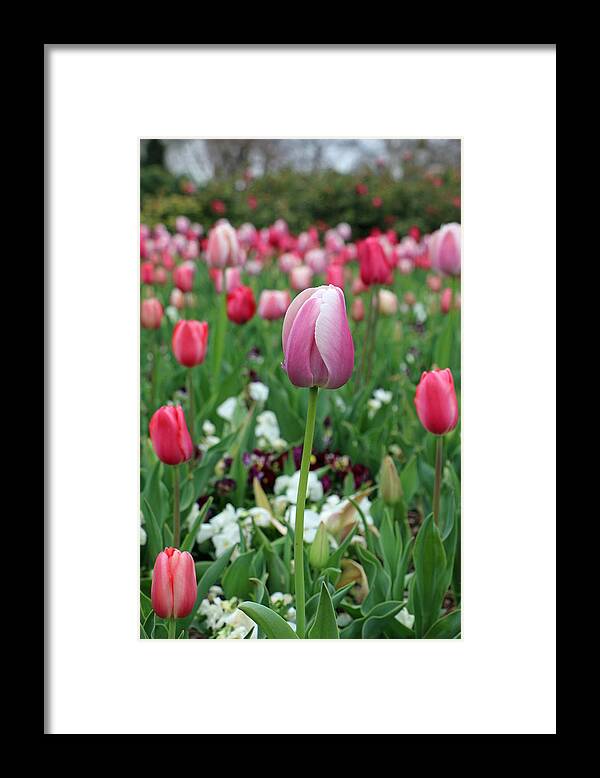 Tulip Framed Print featuring the photograph Texas Blooms 45 by Pamela Critchlow