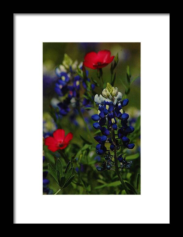 Texas Framed Print featuring the photograph Texas Blue Bonnett by Lori Mellen-Pagliaro