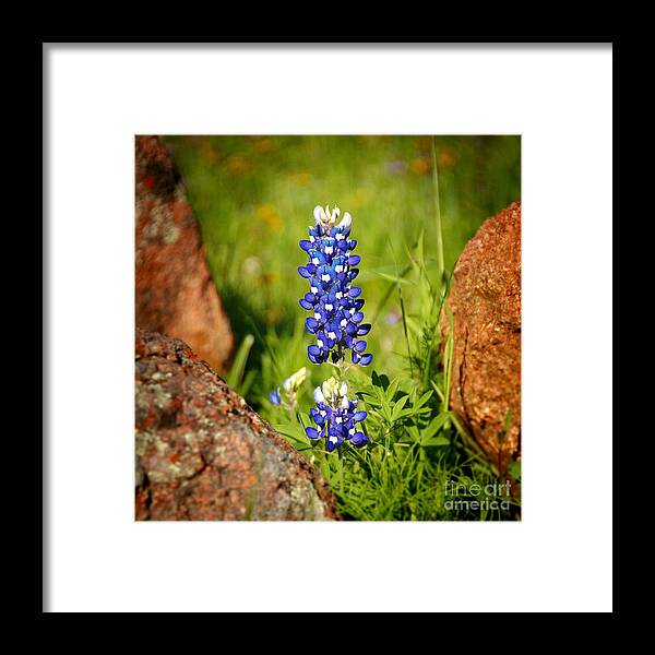 Landscape Framed Print featuring the photograph Texas Bluebonnet by Jon Holiday