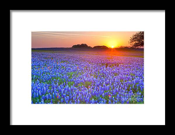 Texas Blue Bonnets Framed Print featuring the photograph Texas bluebonnets by Keith Kapple
