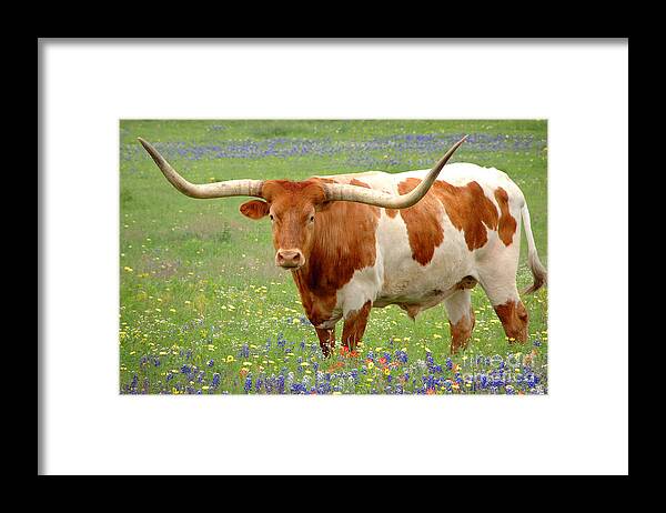 Texas Longhorn In Bluebonnets Framed Print featuring the photograph Texas Longhorn Standing in Bluebonnets by Jon Holiday