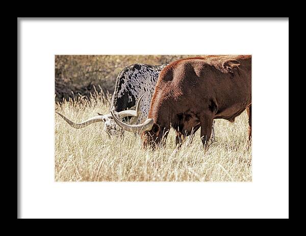 Texas Longhorn Framed Print featuring the photograph Texas Longhorn Steers Grazing by Jennie Marie Schell