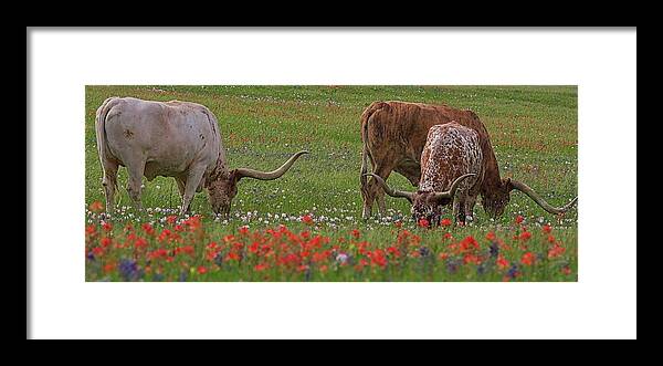 Texas Framed Print featuring the photograph Texas Longhorns by John Babis